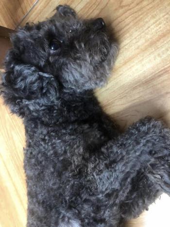 Tìm Chó lạc tại Hà Nội -  Chó Poodle Đực, màu Đen