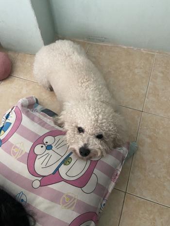 Tìm Chó lạc tại Bình Phước -  Chó Poodle Đực, màu Trắng