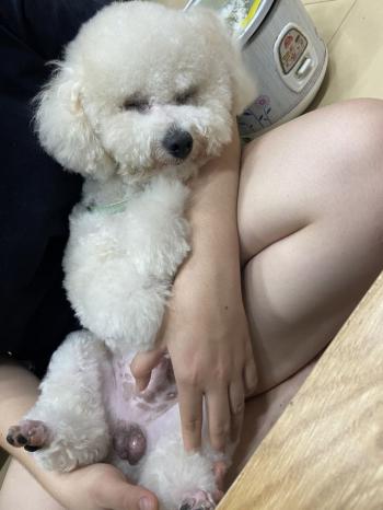 Tìm Chó lạc tại Bình Phước -  Chó Poodle Đực, màu Trắng