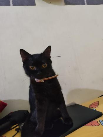 Tìm Mèo lạc tại TP Hồ Chí Minh -  Mèo Cái, màu Đen