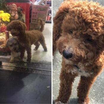 Tìm Chó lạc tại Hà Nội -  Chó Poodle Đực, màu Nâu đỏ