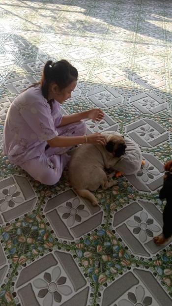 Tìm Chó lạc tại Bến Tre -  Chó Pug Đực, màu Trắng