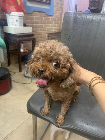 Tìm Chó lạc tại Hà Nội -  Chó Poodle Đực, màu Nâu đỏ