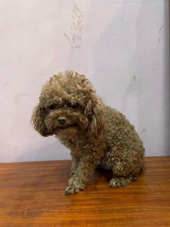 Tìm Chó lạc tại Hà Nội -  Chó Poodle Đực, màu Nâu đỏ