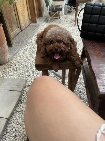 Tìm Chó lạc tại Hà Nội -  Chó Poodle Đực, màu Nâu đỏ