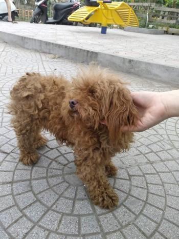 Phát hiện Chó lạc tại Hà Nội -  Chó Poodle Đực, màu Nâu đỏ