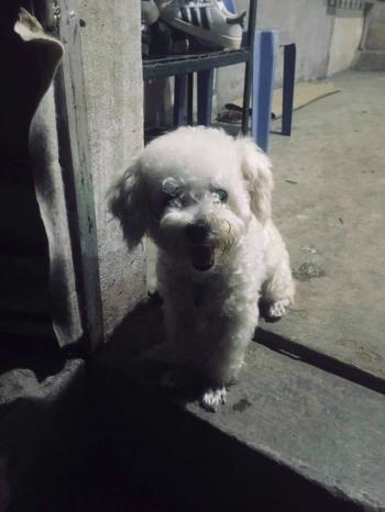 Tìm Chó lạc tại Bắc Giang -  Chó Poodle Đực, màu Trắng