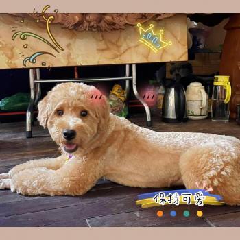 Tìm Chó lạc tại Hải Phòng -  Chó Poodle Đực, màu Vàng