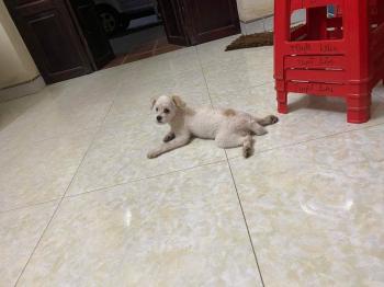 Tìm Chó lạc tại Hà Nội -  Chó Poodle Đực, màu Trắng