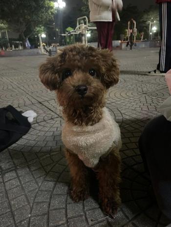 Tìm Chó lạc tại Hà Nội -  Chó Poodle Đực, màu Nâu đất