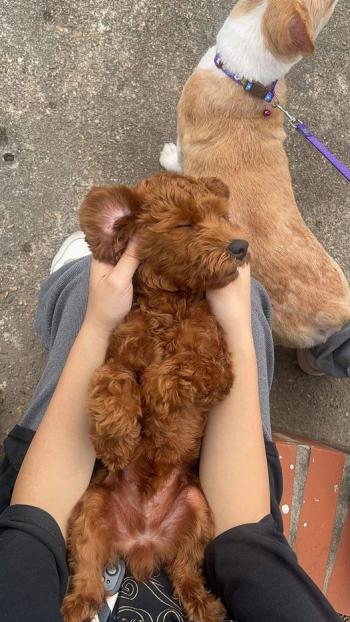 Tìm Chó lạc tại Hà Nội -  Chó Poodle Đực, màu Nâu đất