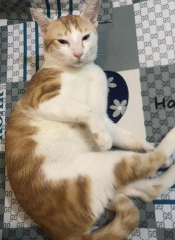 Tìm Mèo lạc tại TP Hồ Chí Minh -  Mèo Ta Đực, màu Trắng - Vàng