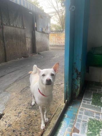 Tìm Chó lạc tại TP Hồ Chí Minh -  Chó Ta Đực, màu Trắng