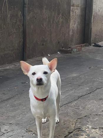 Tìm Chó lạc tại TP Hồ Chí Minh -  Chó Ta Đực, màu Trắng