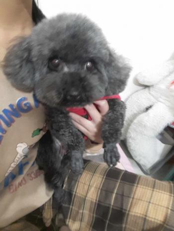 Tìm Chó lạc tại Hà Nội -  Chó Poodle Đực, màu Xám