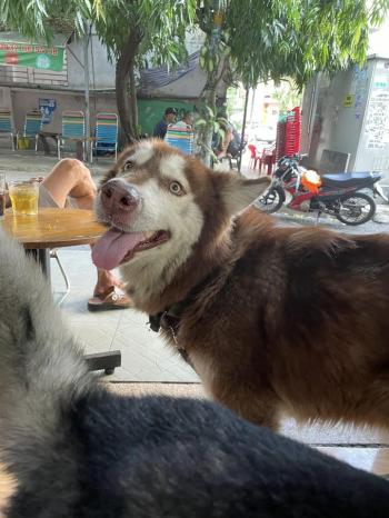 Phát hiện Chó lạc tại TP Hồ Chí Minh -  Chó Husky Đực, màu Nâu đỏ