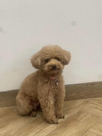 Tìm Chó lạc tại Hà Nội -  Chó Poodle Đực, màu Nâu đỏ