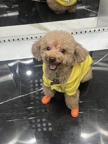 Tìm Chó lạc tại Hà Nội -  Chó Poodle Đực, màu Nâu đỏ