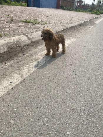 Phát hiện Chó lạc tại Hà Nội -  Chó Poodle Cái, màu Vàng