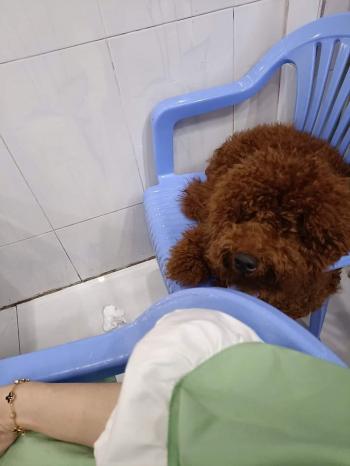 Tìm Chó lạc tại Kiên Giang -  Chó Poodle Đực, màu Nâu đỏ