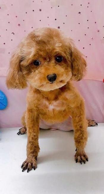 Tìm Chó lạc tại Hà Nội -  Chó Poodle Cái, màu Nâu đất