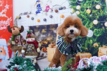 Tìm Chó lạc tại Tiền Giang -  Chó Poodle Đực, màu Nâu đỏ