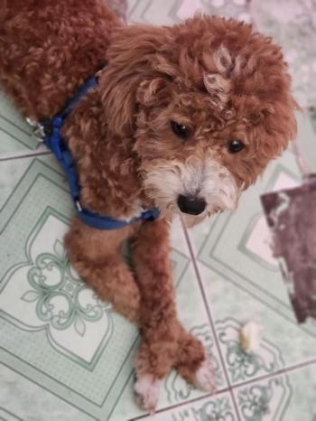 Tìm Chó lạc tại Tiền Giang -  Chó Poodle Đực, màu Nâu đỏ