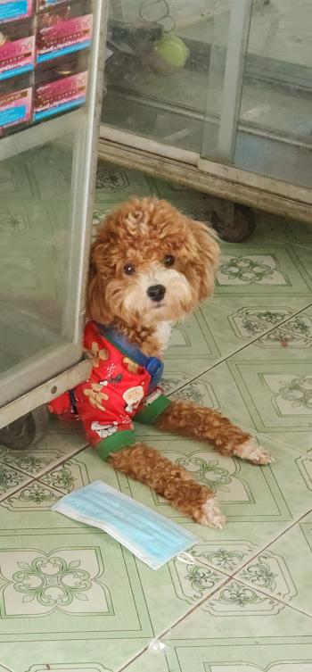 Tìm Chó lạc tại Tiền Giang -  Chó Poodle Đực, màu Nâu đỏ