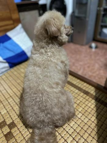 Tìm Chó lạc tại TP Hồ Chí Minh -  Chó Poodle Đực, màu Nâu đất