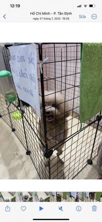 Tìm Chó lạc tại TP Hồ Chí Minh -  Chó Poodle Đực, màu Kem (Vàng mơ)