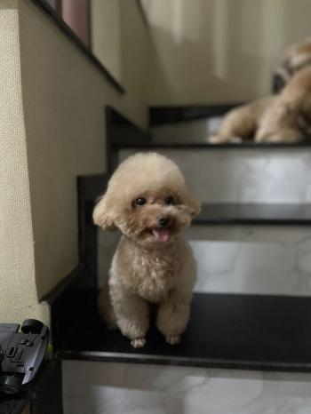 Tìm Chó lạc tại TP Hồ Chí Minh -  Chó Poodle Đực, màu Kem (Vàng mơ)