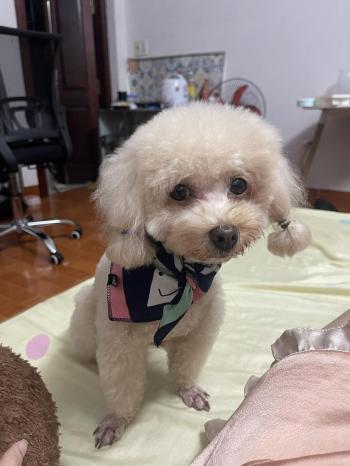 Tìm Chó lạc tại Hà Nội -  Chó Poodle Đực, màu Kem (Vàng mơ)