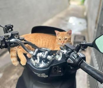 Tìm Mèo lạc tại TP Hồ Chí Minh -  Mèo Vàng Đực, màu Vàng