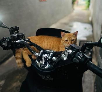 Tìm Mèo lạc tại TP Hồ Chí Minh -  Mèo Vàng Đực, màu Vàng