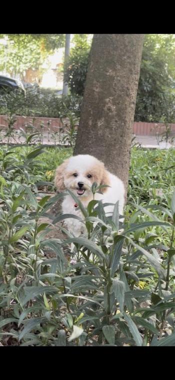 Tìm Chó lạc tại Hà Nội -  Chó Poodle Cái, màu Trắng