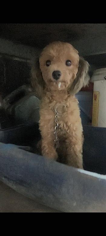 Tìm Chó lạc tại Nam Định -  Chó Poodle Đực, màu Nâu đất