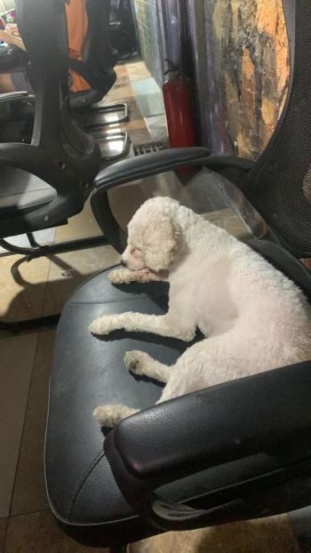 Tìm Chó lạc tại Hà Nội -  Chó Poodle Đực, màu Trắng