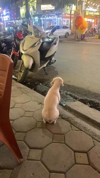 Tìm Chó lạc tại Hà Nội -  Chó Poodle Đực, màu Trắng