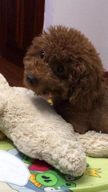 Phát hiện Chó lạc tại Hà Nội -  Chó Poodle Đực, màu Nâu đỏ