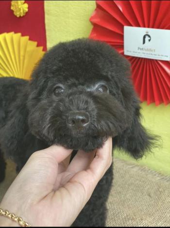 Tìm Chó lạc tại TP Hồ Chí Minh -  Chó Poodle Đực, màu Đen