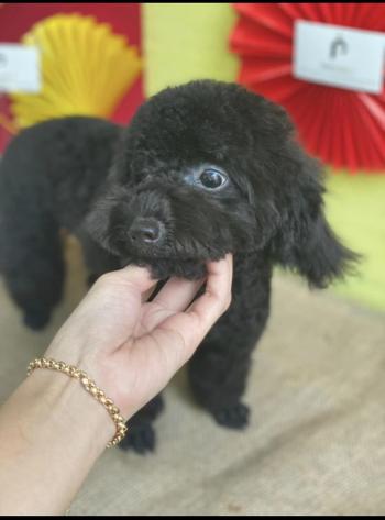 Tìm Chó lạc tại TP Hồ Chí Minh -  Chó Poodle Đực, màu Đen