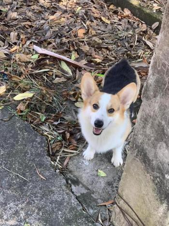 Tìm Chó lạc tại Thái Nguyên -  Chó Corgi Đực, màu Trắng - Vàng