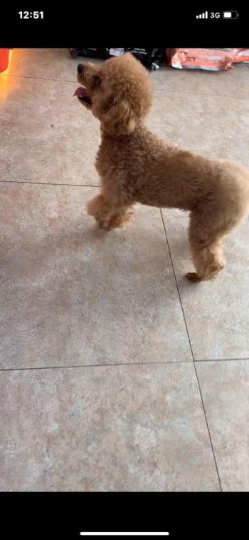 Tìm Chó lạc tại TP Hồ Chí Minh -  Chó Poodle Đực, màu Kem (Vàng mơ)