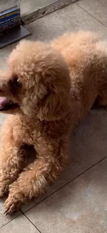 Tìm Chó lạc tại TP Hồ Chí Minh -  Chó Poodle Đực, màu Kem (Vàng mơ)