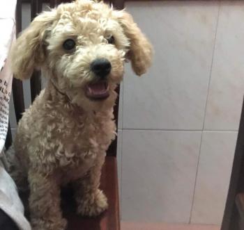 Tìm Chó lạc tại Bắc Giang -  Chó Poodle Đực, màu Vàng