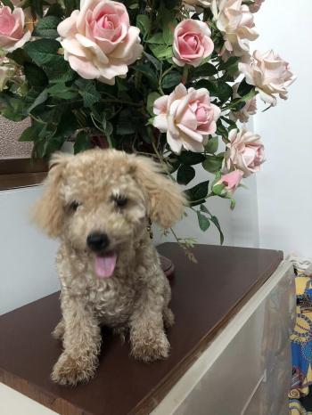 Tìm Chó lạc tại Bắc Giang -  Chó Poodle Đực, màu Vàng