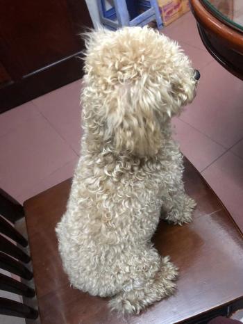 Tìm Chó lạc tại Bắc Giang -  Chó Poodle Đực, màu Vàng