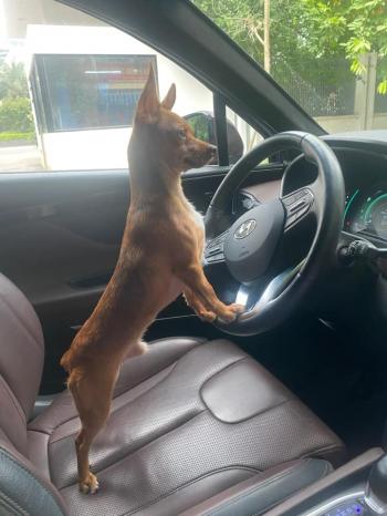 Chó lái ô tô
