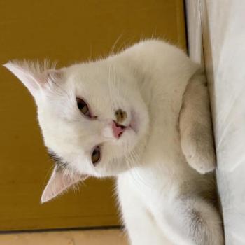 Tìm Mèo lạc tại Thừa Thiên Huế -  Mèo Ta Đực, màu Trắng