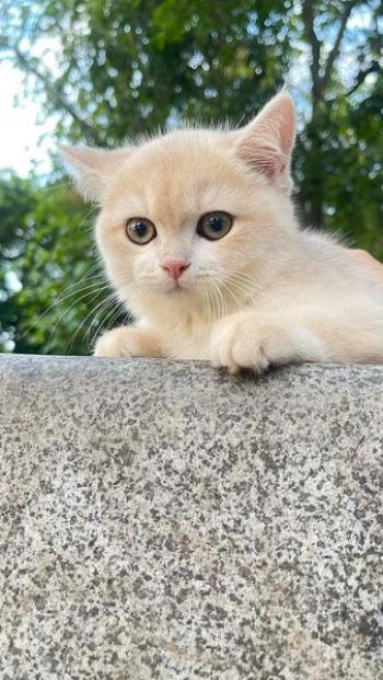 Tìm Mèo lạc tại Hà Nội -  Mèo Anh Đực, màu Kem (Vàng mơ)
